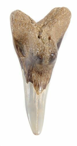 Hemipristis Shark Lower Anterior Tooth - Maryland #42587